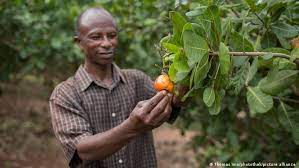 لماذا أفريقيا هي سلة الغذاء العالمي؟ 
